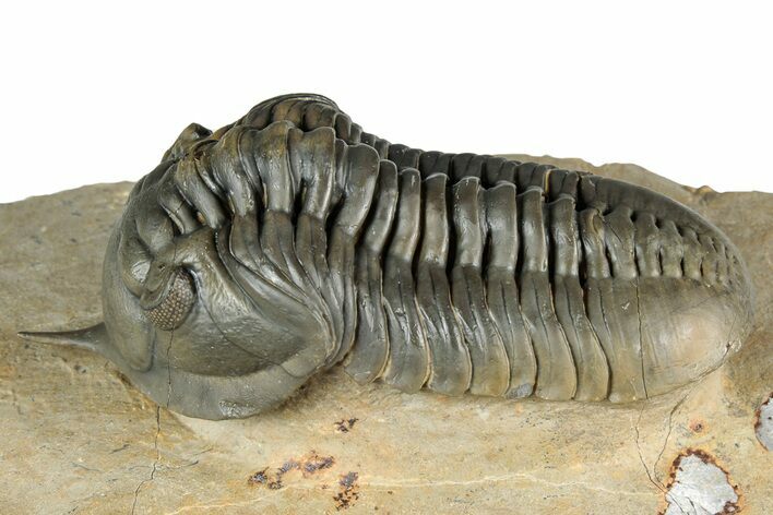 Morocconites Trilobite Fossil - Top Quality Specimen #339397